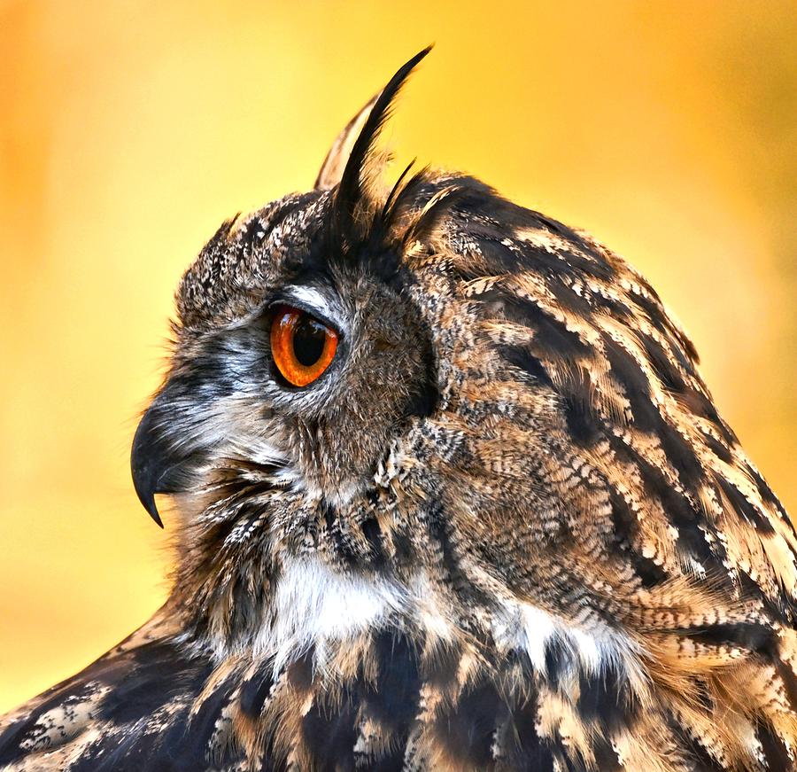 Eurasian Eagle Owl #3 Photograph by Amy McDaniel