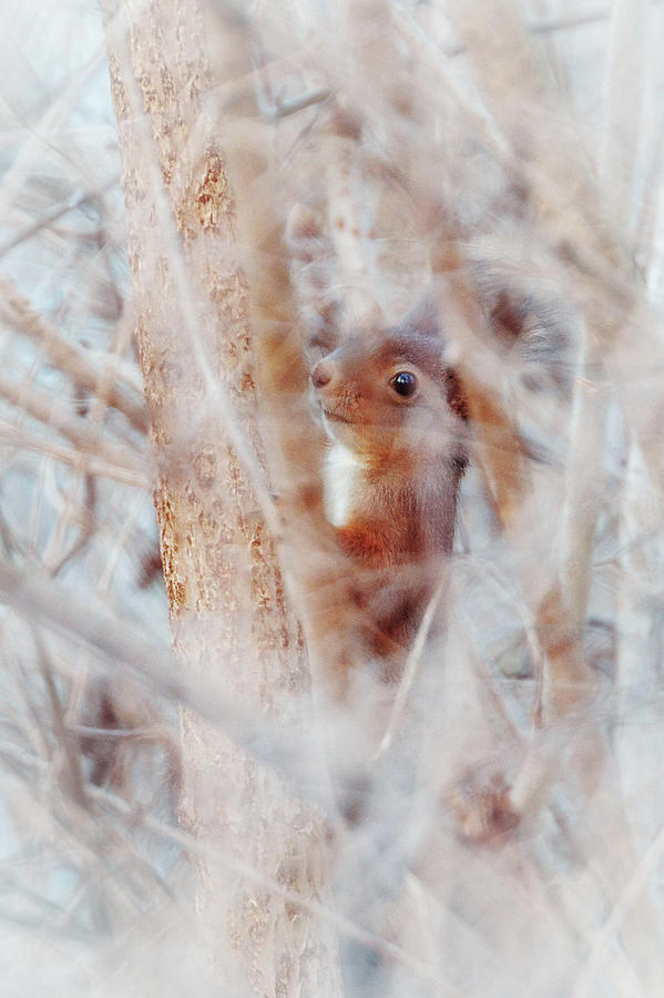 Eurasian Red Squirrel - Sciurus Vulgaris #3 Photograph by Marc Braner