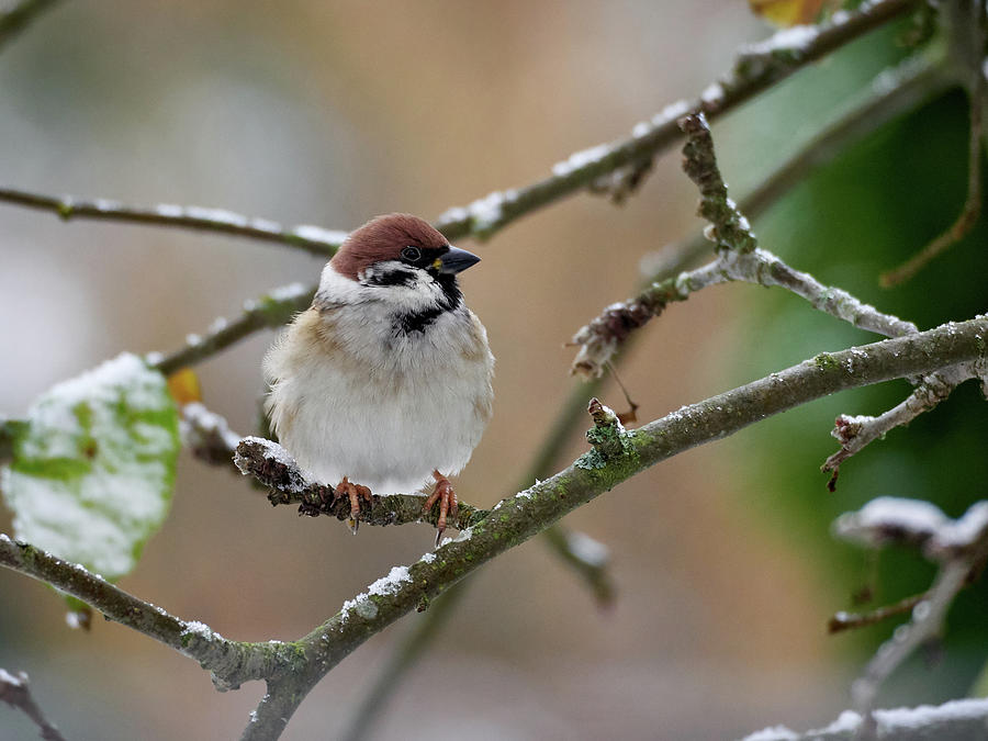 Eurasian Tree Sparrow Photograph