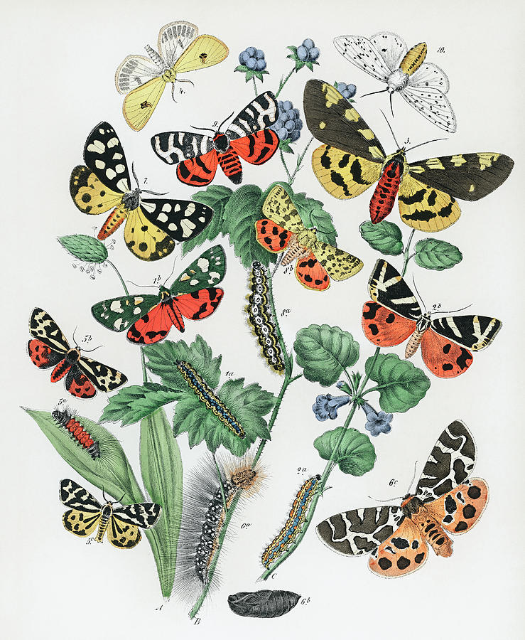 European Butterflies and Moths #3 Drawing by Vincent Monozlay