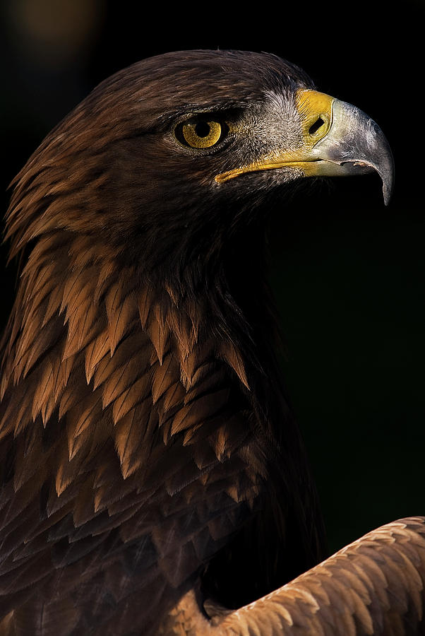 European Golden Eagle #3 Photograph by JT Lewis
