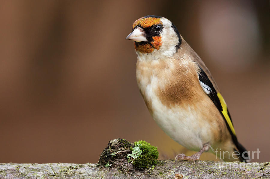 European goldfinch bird close up   #3 Photograph by Simon Bratt