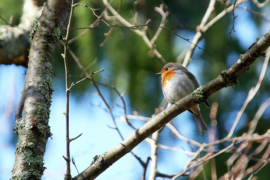 European robin #3 Photograph by Jouko Lehto