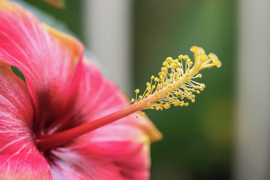 Extreme close up of a colourful flower stamen and stigma. Photograph by