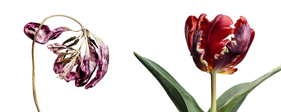 Tulip Photograph - Fading Beauty #3 by Nailia Schwarz