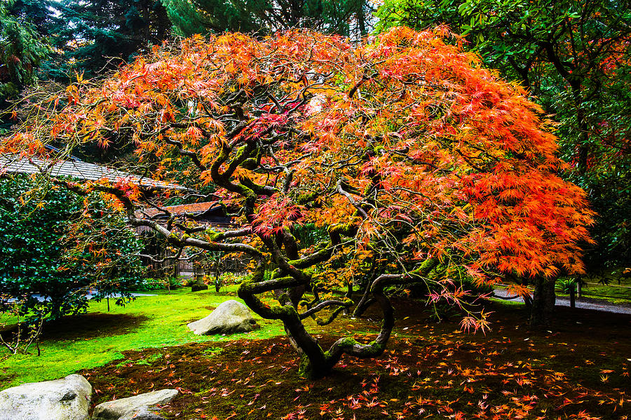 Fall Color - Japanese Maple #3 Photograph by Hisao Mogi