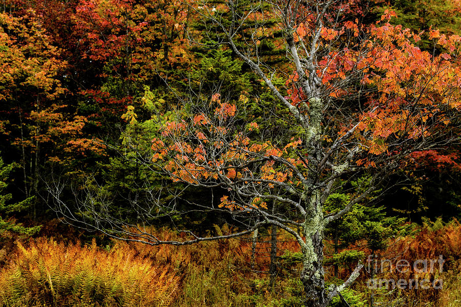 Fall Color West Virginia  #3 Photograph by Thomas R Fletcher