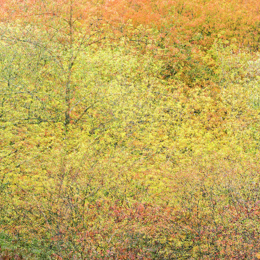 Fall Colors - Abstract #4 Photograph by Shankar Adiseshan