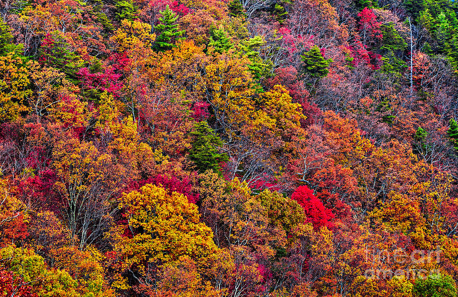 Fall colors Photograph by Bernd Laeschke