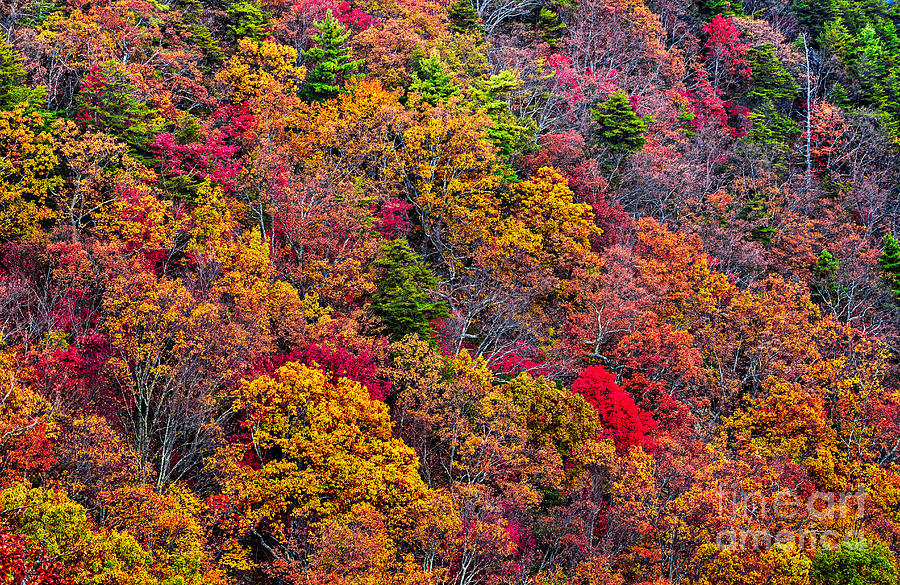 Fall colors #2 Photograph by Bernd Laeschke