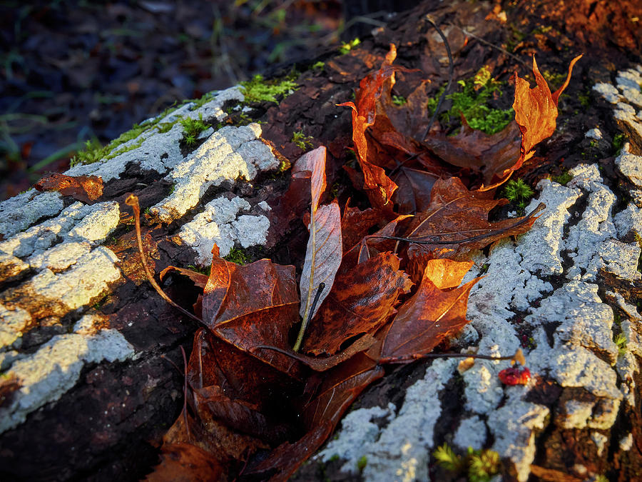 Fall colors #3 Photograph by Jouko Lehto