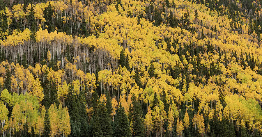 Fall Photograph - Colorado Fall Color #6 by Ken Weber