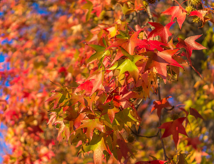 Fall foliage #3 Photograph by Asif Islam