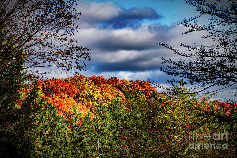 Fall Foliage #3 Photograph by William Norton