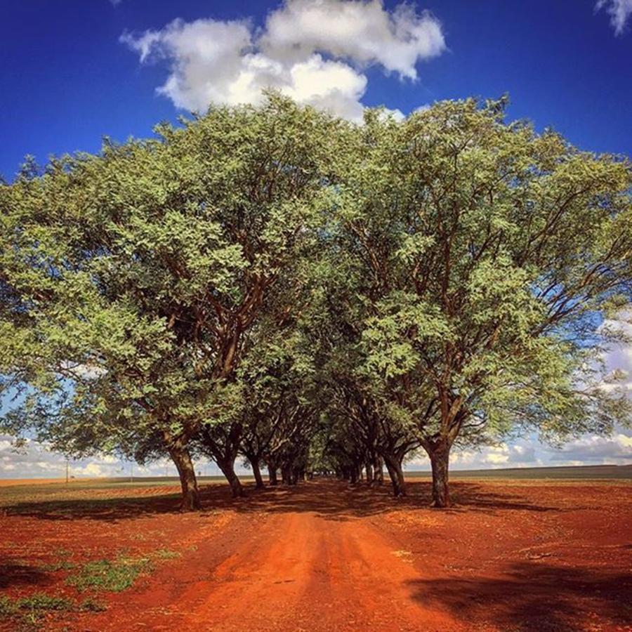 Tree Photograph - Farms Way - Caminho Da Fazenda - #3 by Kiko Lazlo Correia