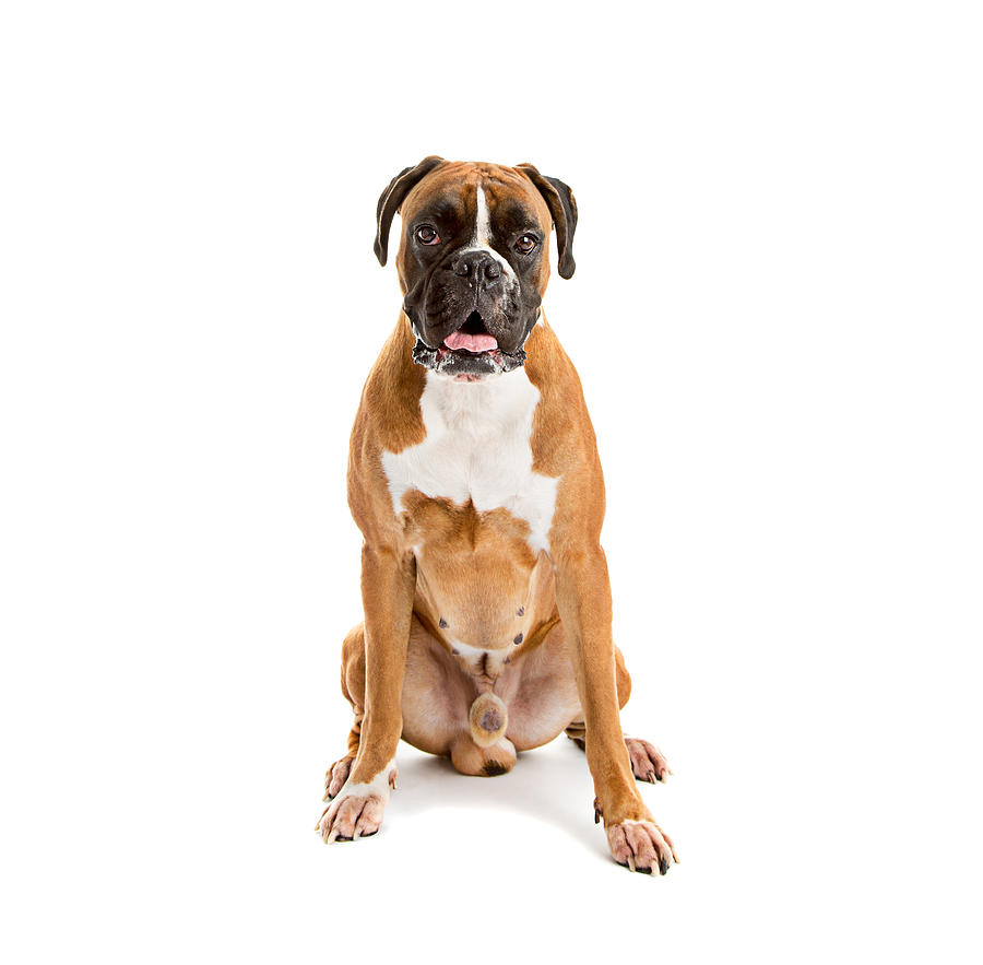 Fawn-colored Boxer Photograph