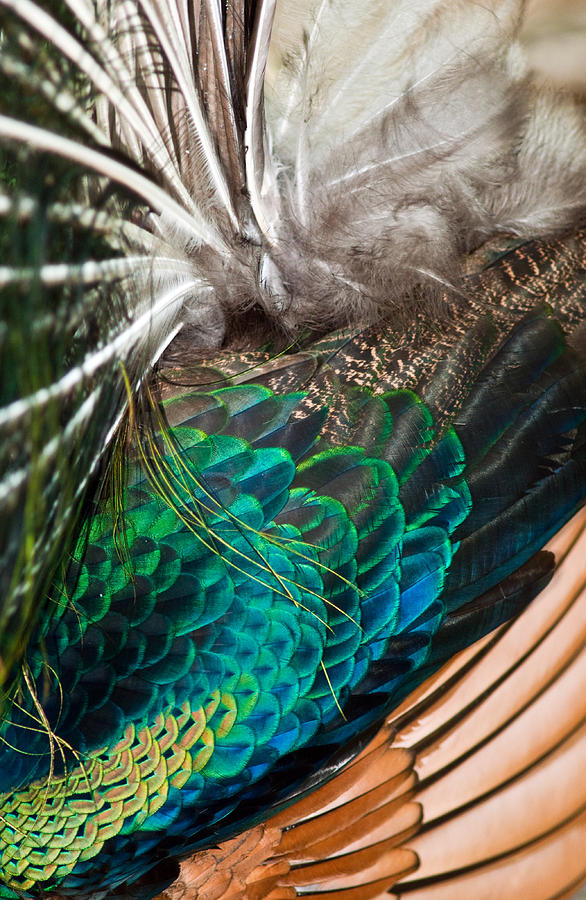 Feathers of the Green Peafowl #3 Photograph by Winston D Munnings