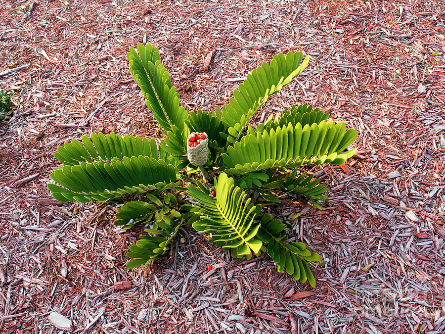 How To Germinate Cardboard Palm Seeds