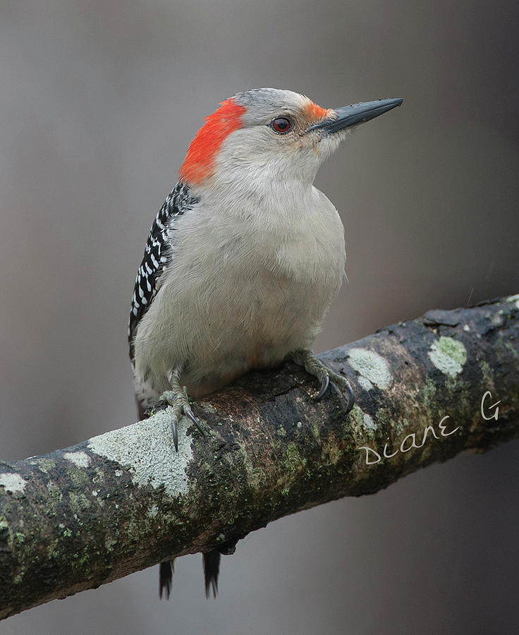 Female Red-bellied woodpecker  #3 Photograph by Diane Giurco