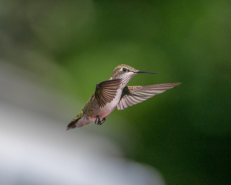 Female Ruby Throated Hummingbird #3 Photograph by Brenda Jacobs