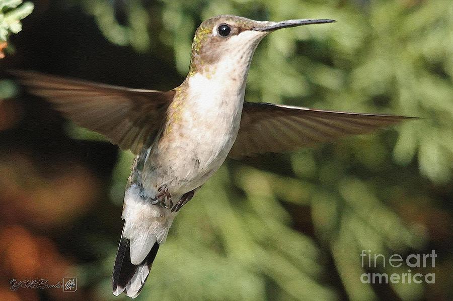 Female Ruby-Throated Hummingbird in Flight #2 Painting by J McCombie