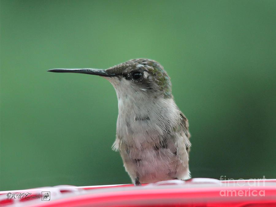Nature Photograph - Female Ruby-Throated Hummingbird #3 by J McCombie