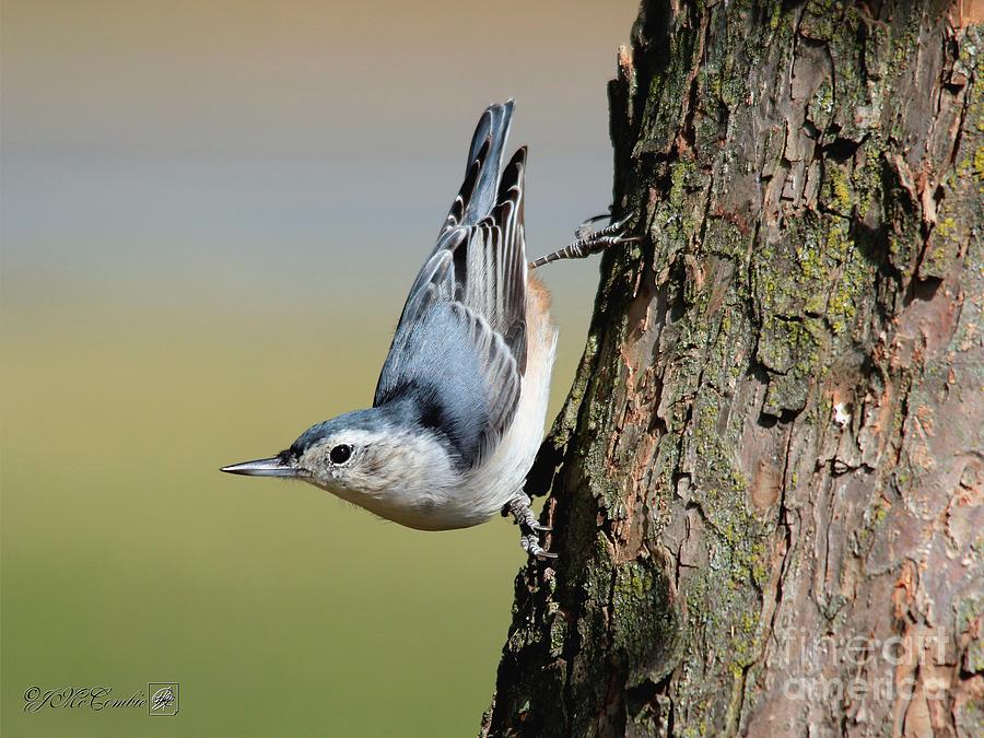 Female White-breasted Nuthatch #4 Photograph by J McCombie
