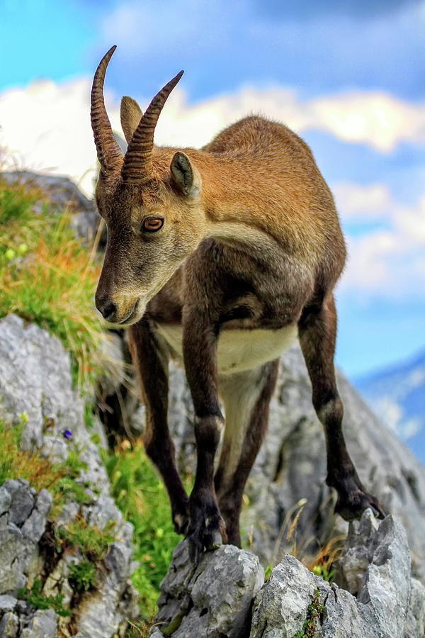 Female wild alpine, capra ibex, or steinbock #3 Photograph by Elenarts - Elena Duvernay photo