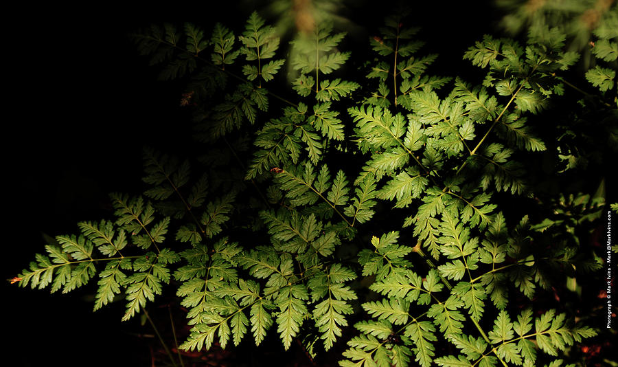 Ferns #3 Photograph by Mark Ivins
