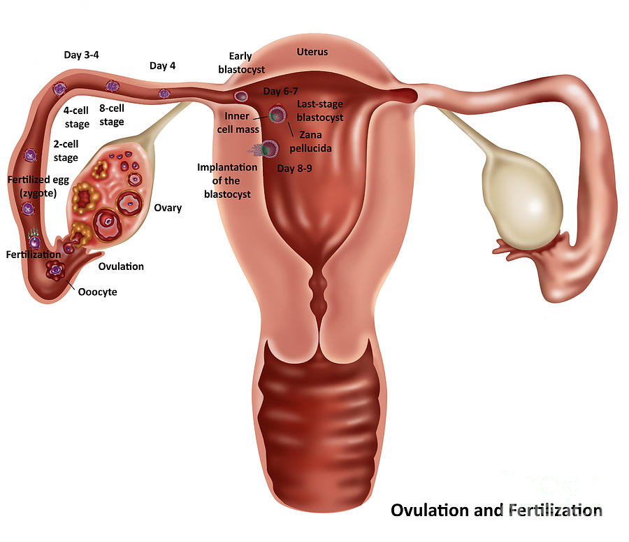 Fertilization Photograph By Gwen Shockey Pixels