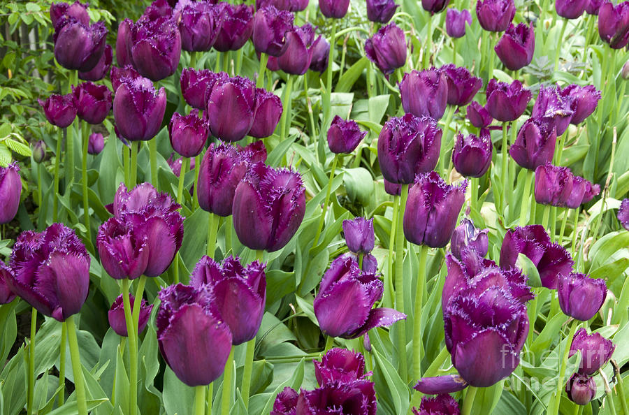 Đồng hoa tulip độc đáo với hàng trăm bông hoa cùng màu sắc rực rỡ sẽ làm say mê bất cứ ai yêu thích sự phong phú và đa dạng của thiên nhiên. Khám phá những ảnh về đồng hoa tulip đầy màu sắc và truyền cảm hứng cho tâm hồn của bạn.