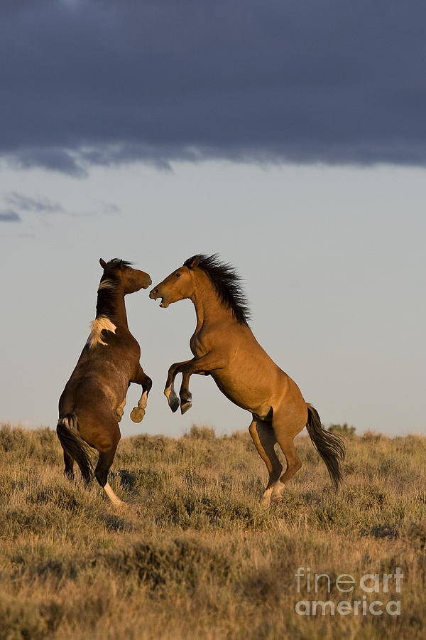 Fighting Stallions #3 Photograph by Jean-Louis Klein & Marie-Luce Hubert