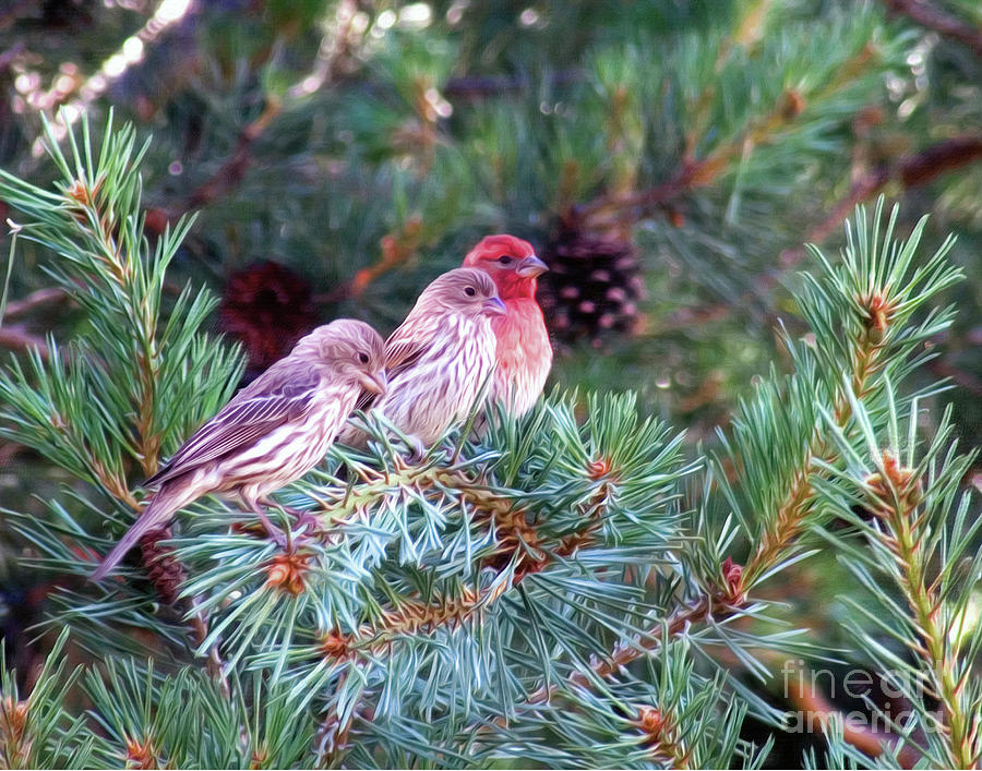 3 Finches Are We Photograph by Stephen Schwiesow