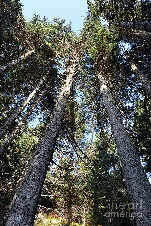 Fir trees forest #2 Photograph by George Atsametakis