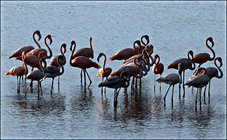 Flamingo Photograph - Flamingo Family #3 by Galeria Trompiz