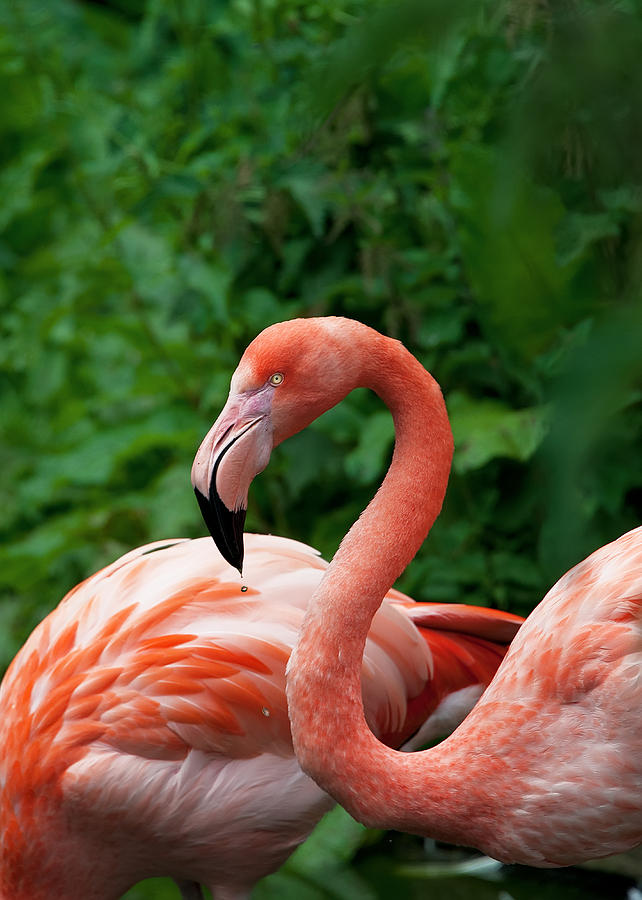Flamingo  #3 Photograph by Gouzel -