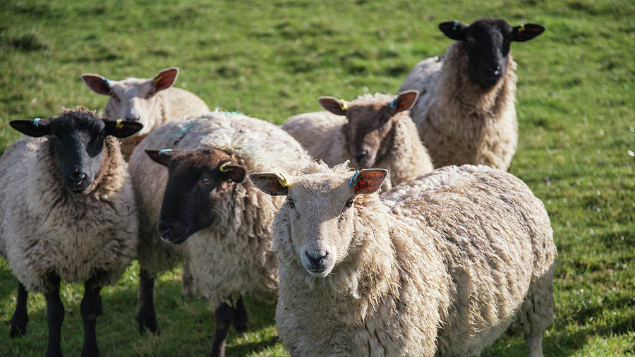 Flock of sheep in Spring sunshine in English farm countryside la ...