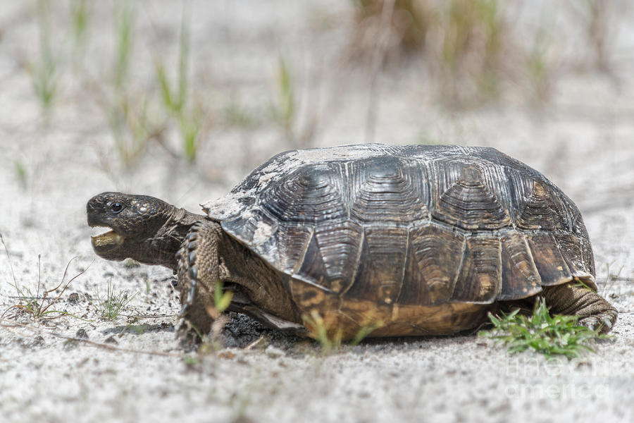 Florida Gopher Tortoise Photograph by Anne Kitzman | Pixels