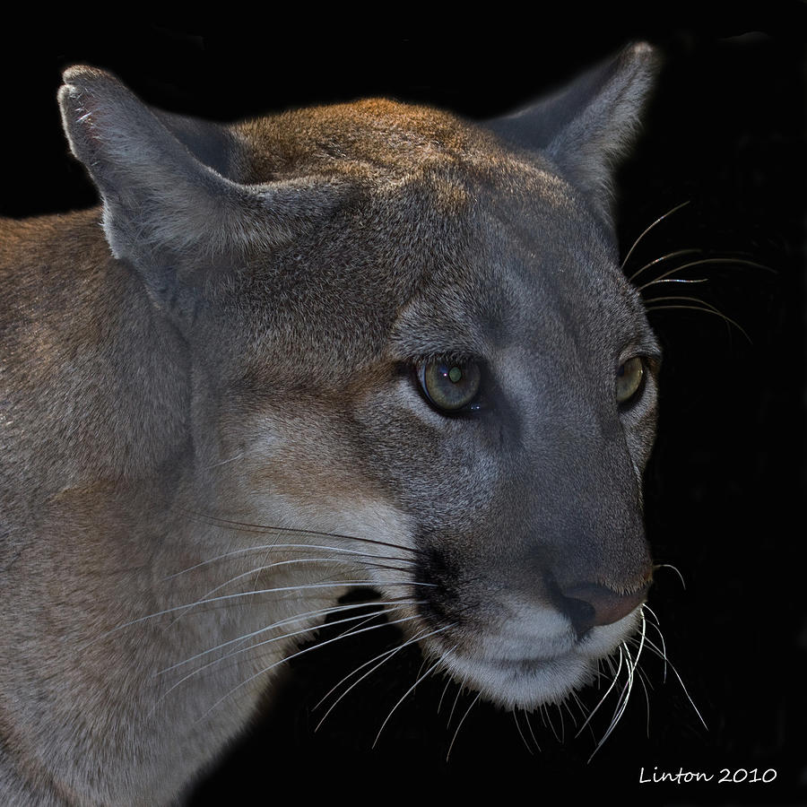 Florida Panther #3 Photograph by Larry Linton