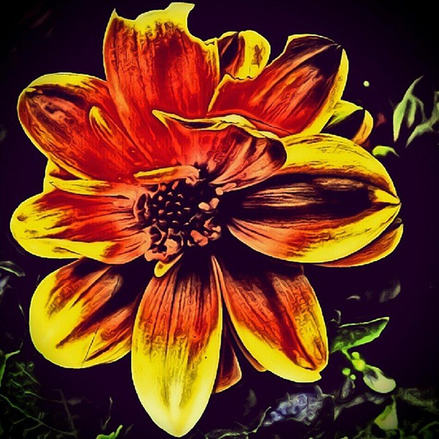 Love Photograph - Flower #3 by Chris Drake
