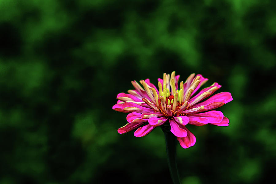 Flower #3 Photograph by Marc Braner