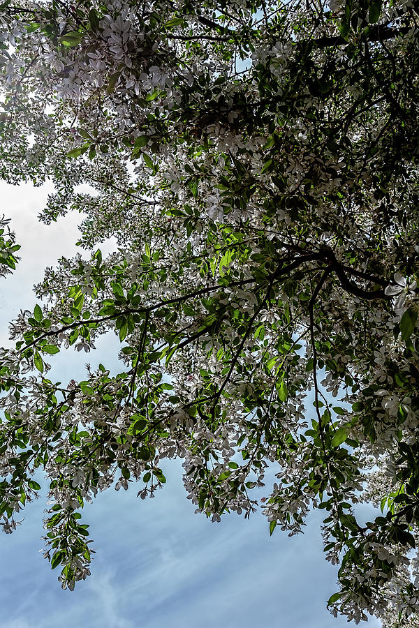 Flowering Trees #3 Photograph by Robert Ullmann
