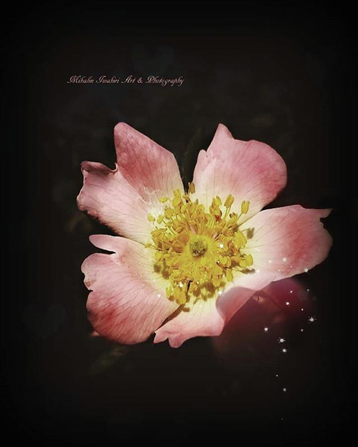 Rose Photograph - Flowers #beauty #bokeh #3 by Mika Iwakiri 