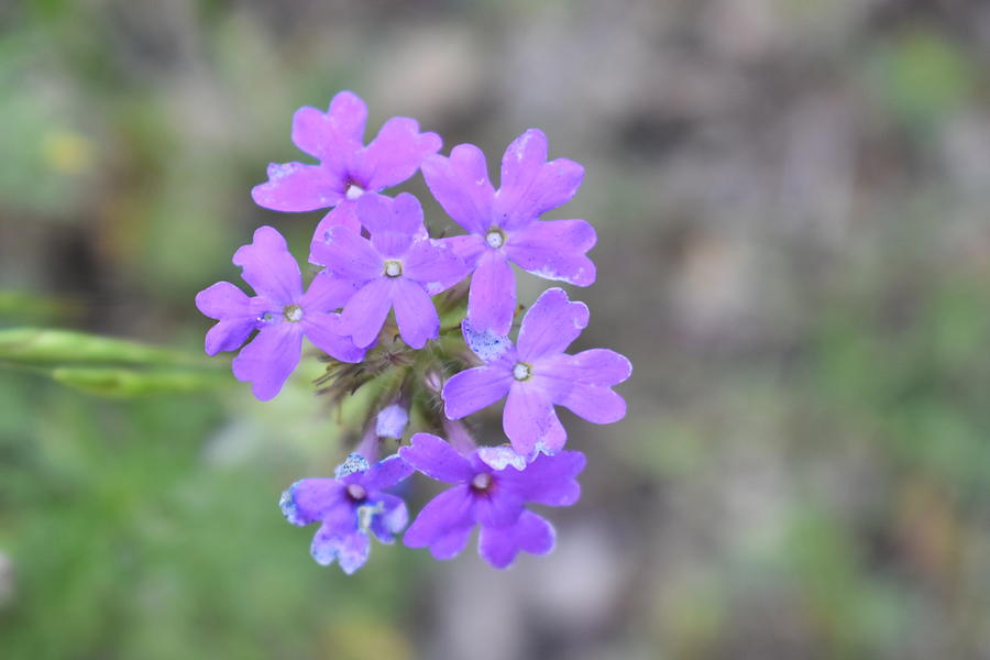 Flowers Photograph by Naga Ikkurthi - Fine Art America