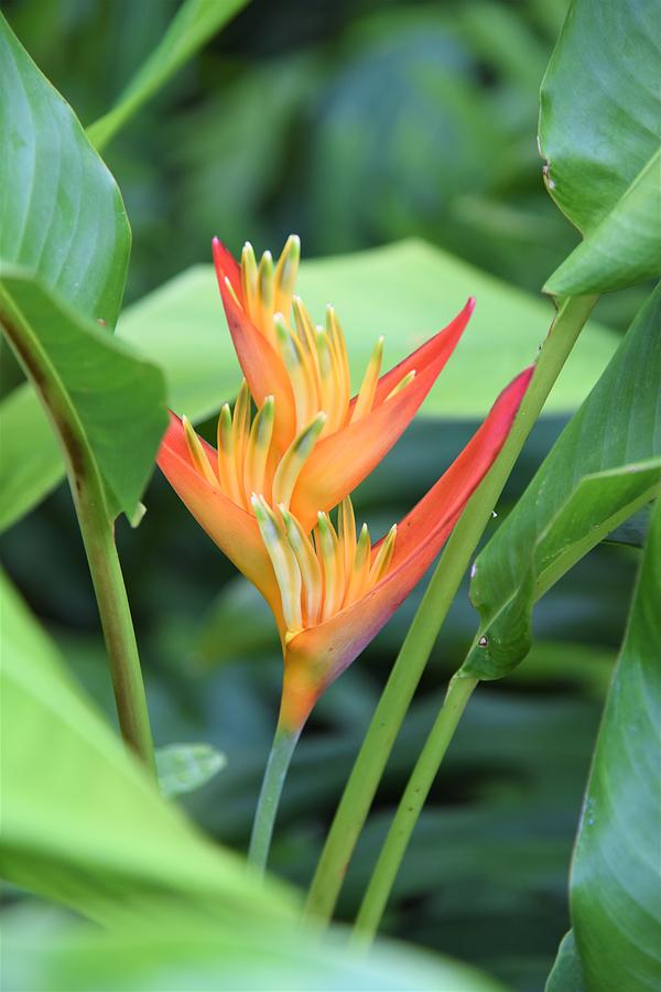 Flowers of Hawaii #3 Photograph by Lisa Dunn