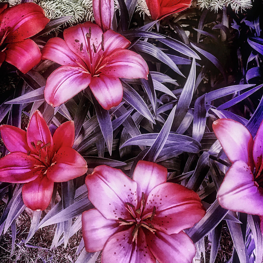 Flowers #4 Photograph by Roberto Pagani