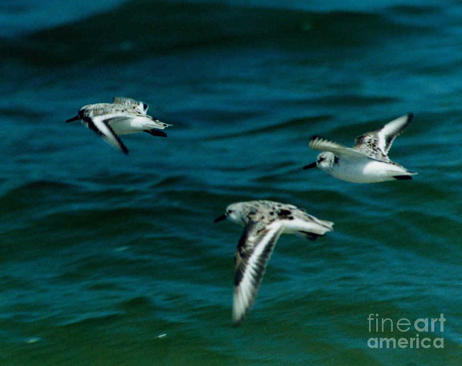 3 Flying Plovers Digital Art by Jack Ader