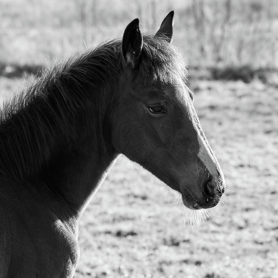 Foal #3 Photograph by Jouko Lehto