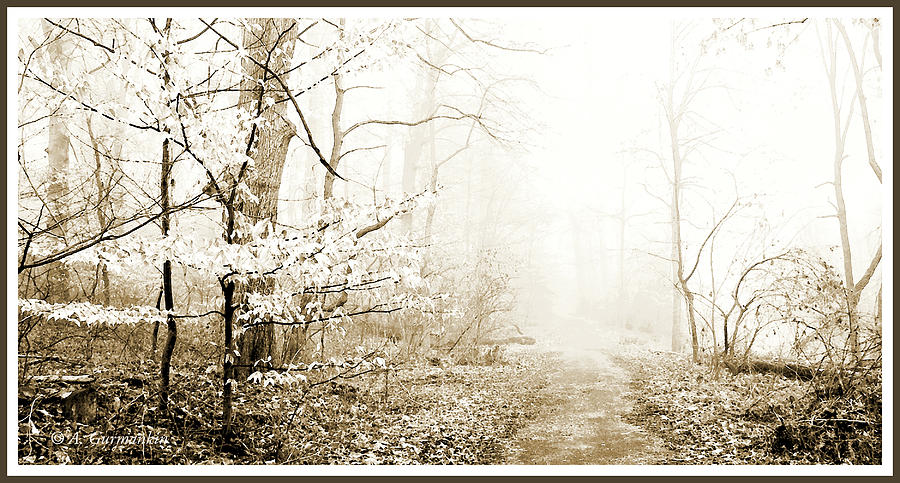 Foggy Morning Woods Montgomery County Pennsylvania #3 Photograph by A Macarthur Gurmankin