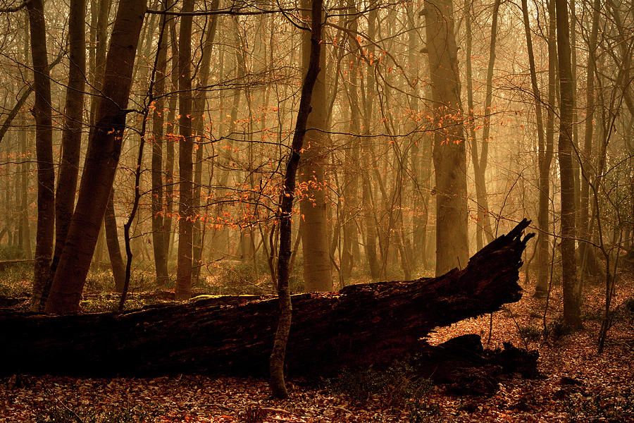 Fontainebleau forest Photograph by Olivier Blaise - Fine Art America